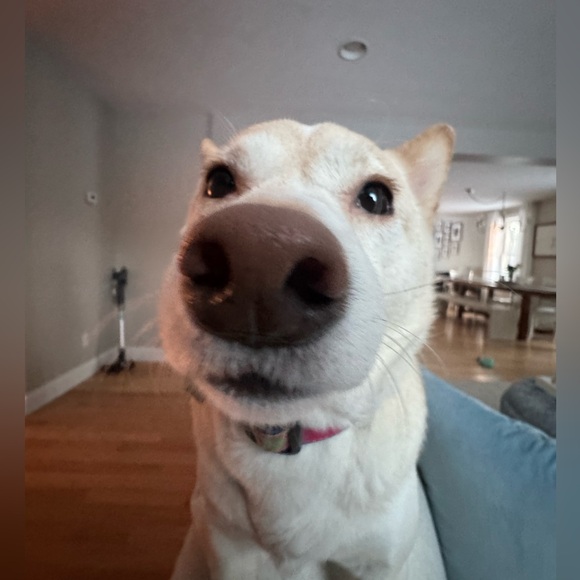 Meet your Posher, Addy - Picture 4 of 4